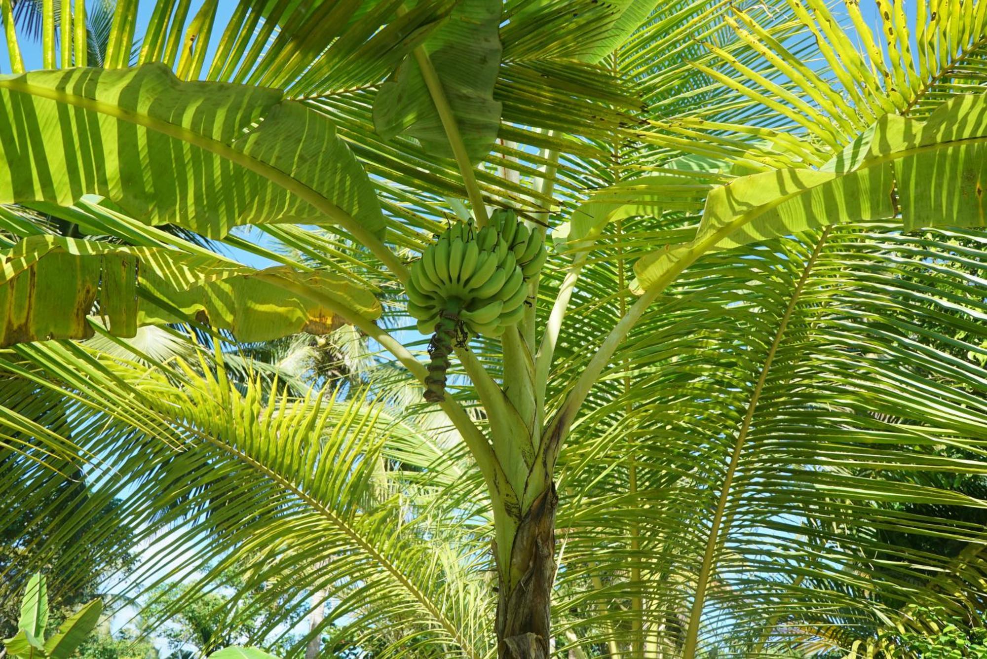 Red Coconut Villa Bentota Esterno foto